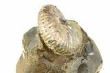 Cretaceous Fossil Ammonite (Jeletzkytes) - South Dakota #189333-2